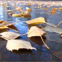 Fijnmazig Vijvernet 6 × 5 Meter -Tuin Outfitters Winkel fijnmazig vijvernet 6 x 5 meter 1541778382 1 600