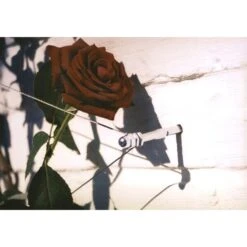 Geleidingssysteem Voor Klimplanten Palissa 7 Geleidingssysteem Voor Klimplanten Palissa -Tuin Outfitters Winkel geleidingssysteem voor klimplanten 1601382137 3 600