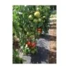 Gronddoek Met Openingen Voor Tomaten - 60 Cm × 5 M -Tuin Outfitters Winkel gronddoek tomaten 60 cm x 5 m 1513847223 1 600