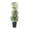 Tomatentoren 150 Cm Met Bewateringssysteem - Grijs -Tuin Outfitters Winkel klimplantentoren met bewateringssysteem 1519073384 1 600