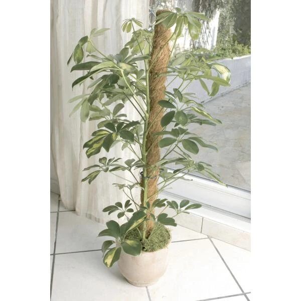 Kokos Kamerplantensteun - Plantstok Ø45 Mm × 1,2 M 6 Kokos Kamerplantensteun - Plantstok Ø45 Mm × 1,2 M - Afbeelding 4