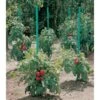 Plantensteun Voor Tomaten Met Waterreserve - 180 Cm 1 Plantensteun Voor Tomaten Met Waterreserve - 180 Cm -Tuin Outfitters Winkel plantsteun voor tomaten met waterreserve 1m80 1602162794 1 600