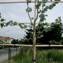 Vigne-fix 7 Cm Plantenbinder - 500 G -Tuin Outfitters Winkel vignefix 7 cm plantenbinder 1547134454 1 600