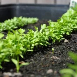 Zaaibak Zwart 57 × 42 × 8 Cm -Tuin Outfitters Winkel zwarte zaaibak 55 x 40 x 8 cm 1484055699 5 600